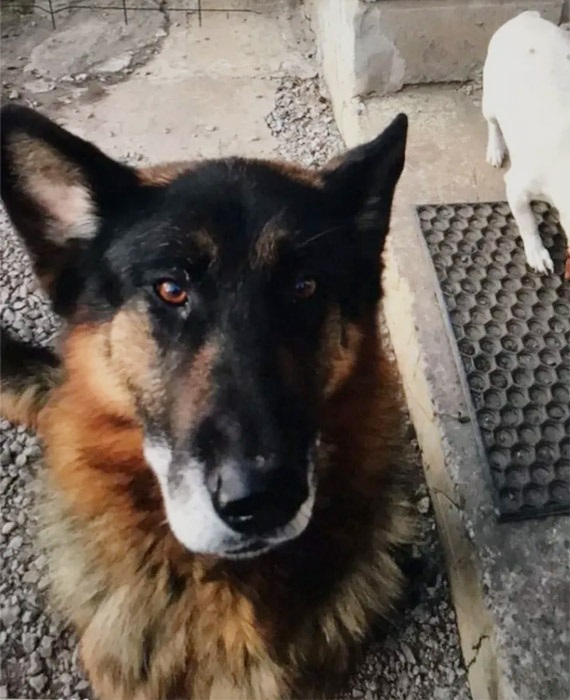 Вівчарка Бой - підопічний Дар'ї Корх. Він добрий хлопчик, котрий шукає нову родину.


